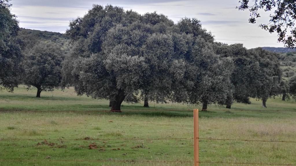 El Alcornocal Casa Rural El Trillo旅馆 外观 照片